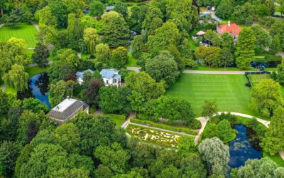 Rotterdam plant voor tientallen miljoenen aan bomen in de stad: ‘Het voelt alsof je door een woestijn loopt’